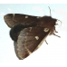 Small Eggar Moth Eriogaster lanestris 20 larvae SPECIAL PRICE